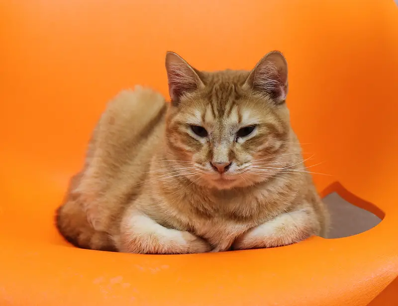 Maga Orange Cat