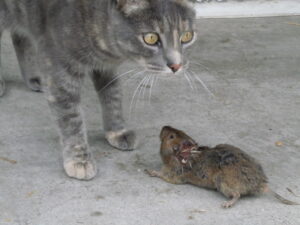 Cat and Rat Faceoff