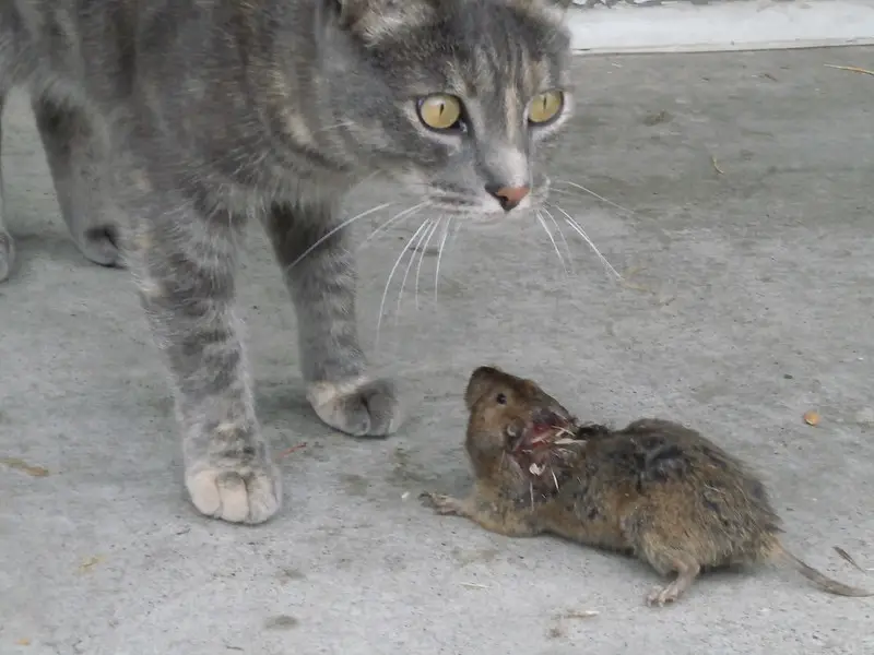 Cat and Rat Faceoff