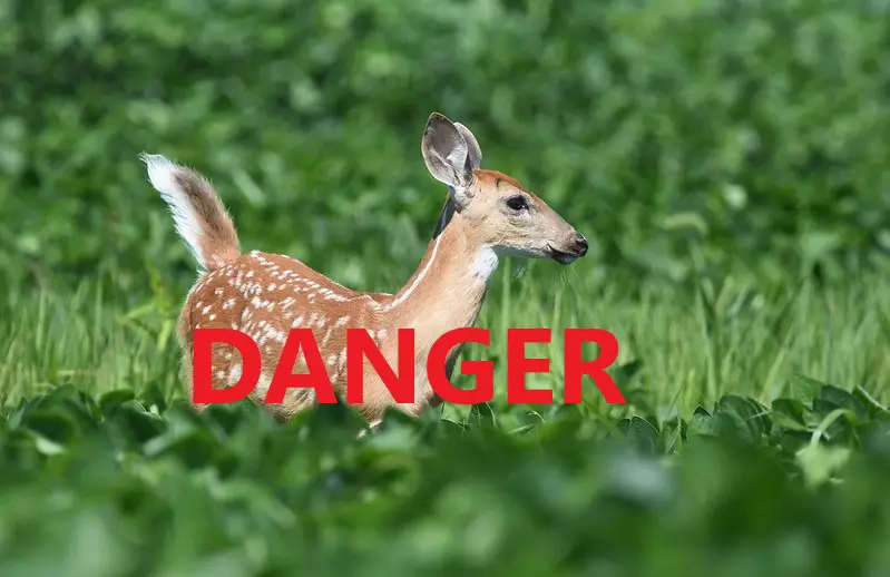 Deer with Danger written over it