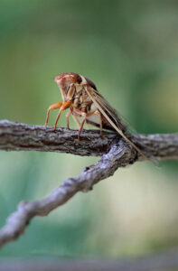 Cicada on a Branch