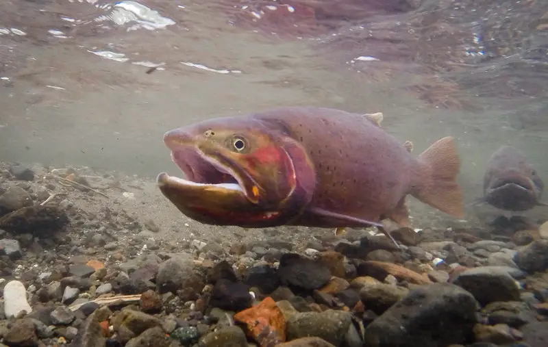 Large Trout Swimming