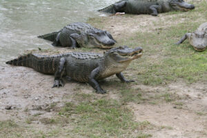Gators coming out of the water