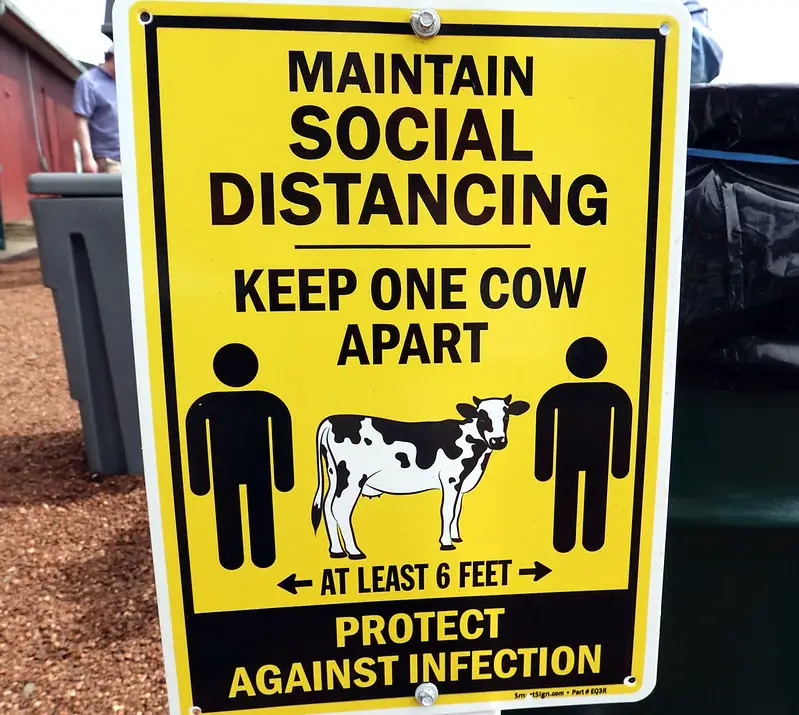 Cow Social Distancing