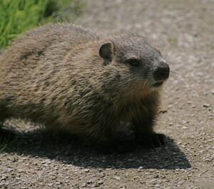 Groundhog closeup
