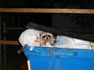 Raccoon in Garbage