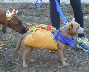 Taco Sniffer Dogs