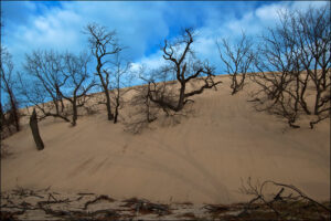 Trees Buried in Sand