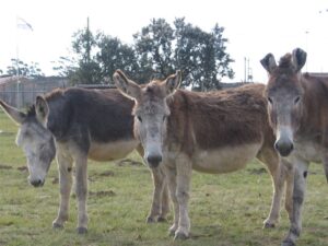 3 Donkeys in a field