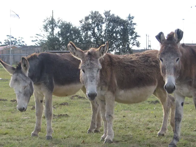 3 Donkeys in a field
